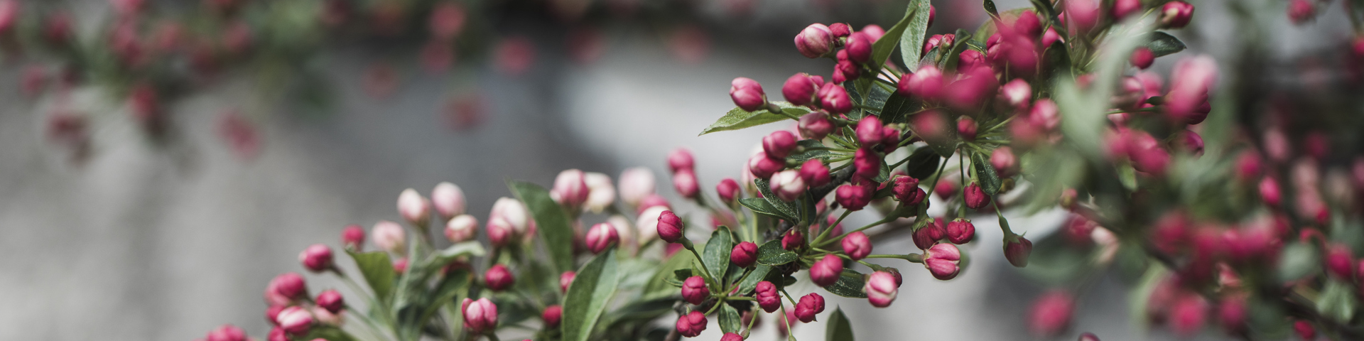 gren med blomknoppar