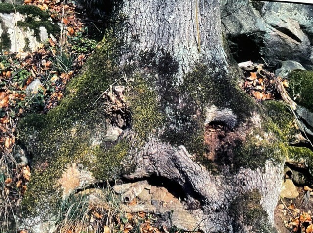 Ett gammalt träd
