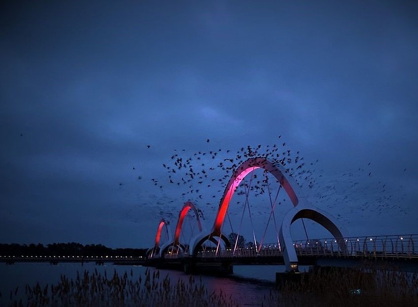 Bro med fåglar