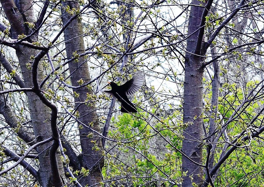 En flygande fågel i träden