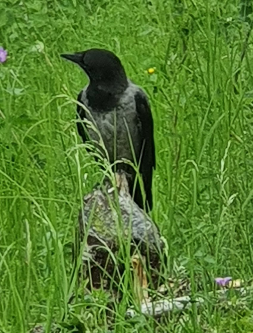 Fågel i gräset