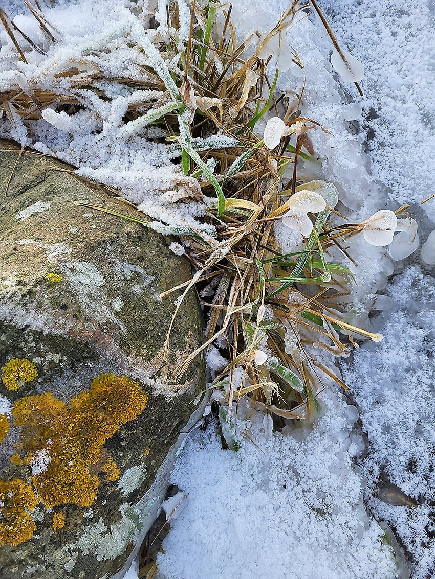 Snöigt gräs vid en sten