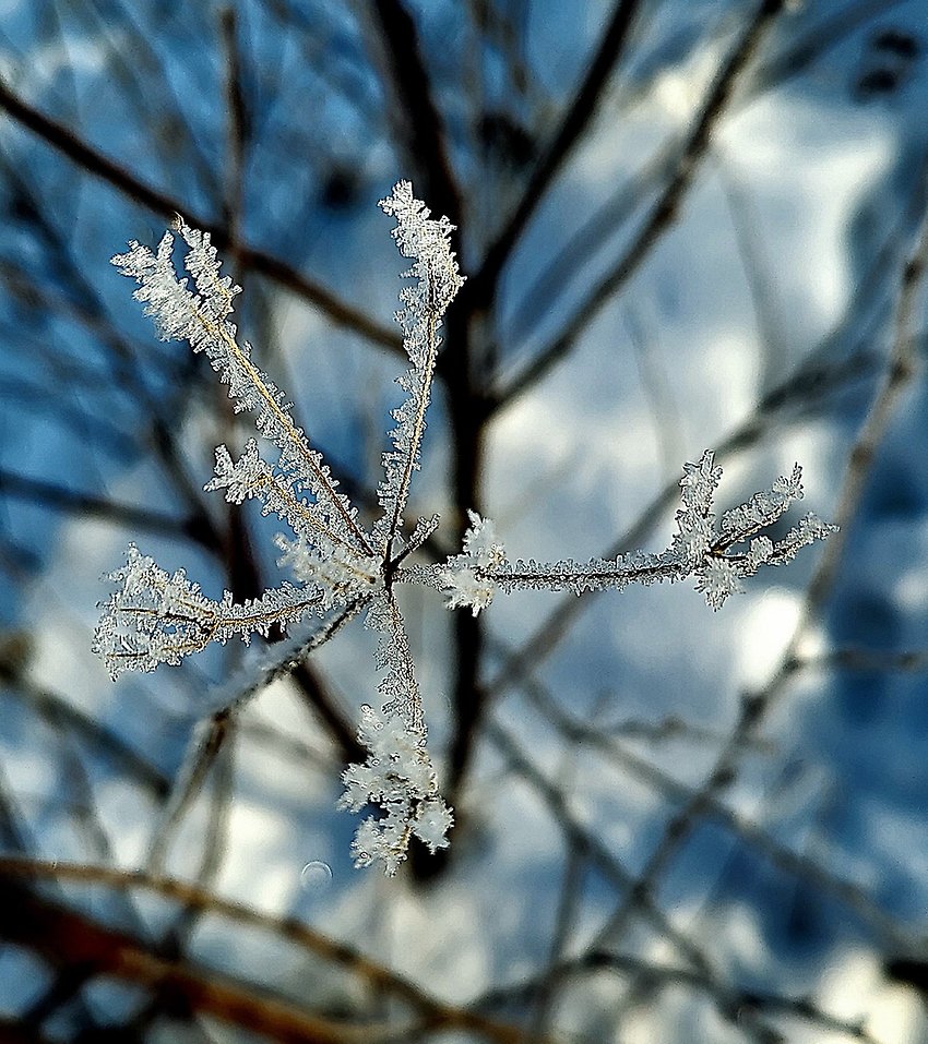 Is kristall på en gren