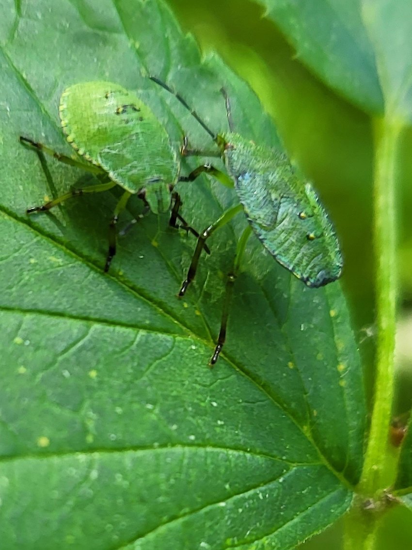 Insekt på blad