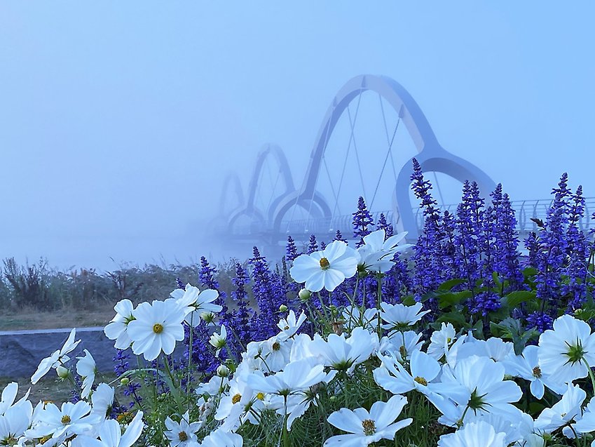 Blommor med bro i bakgrunden