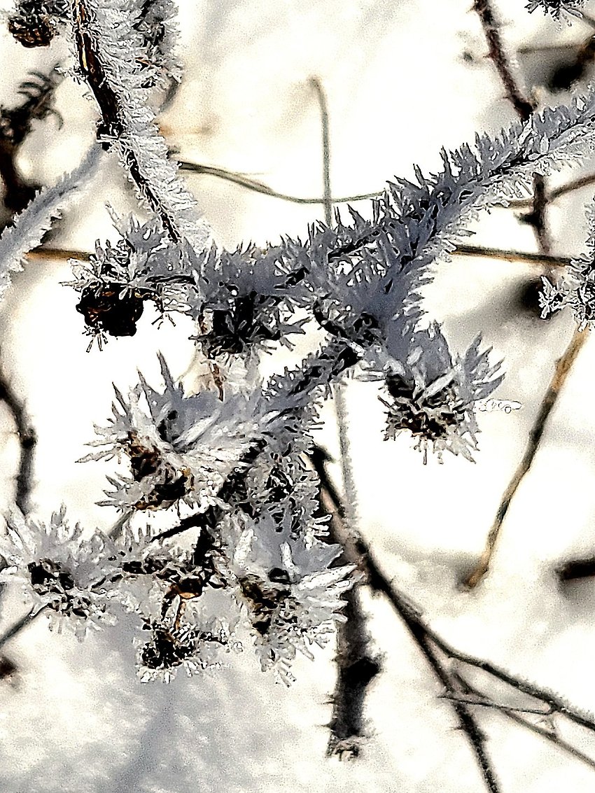 Iskristaller på en gren
