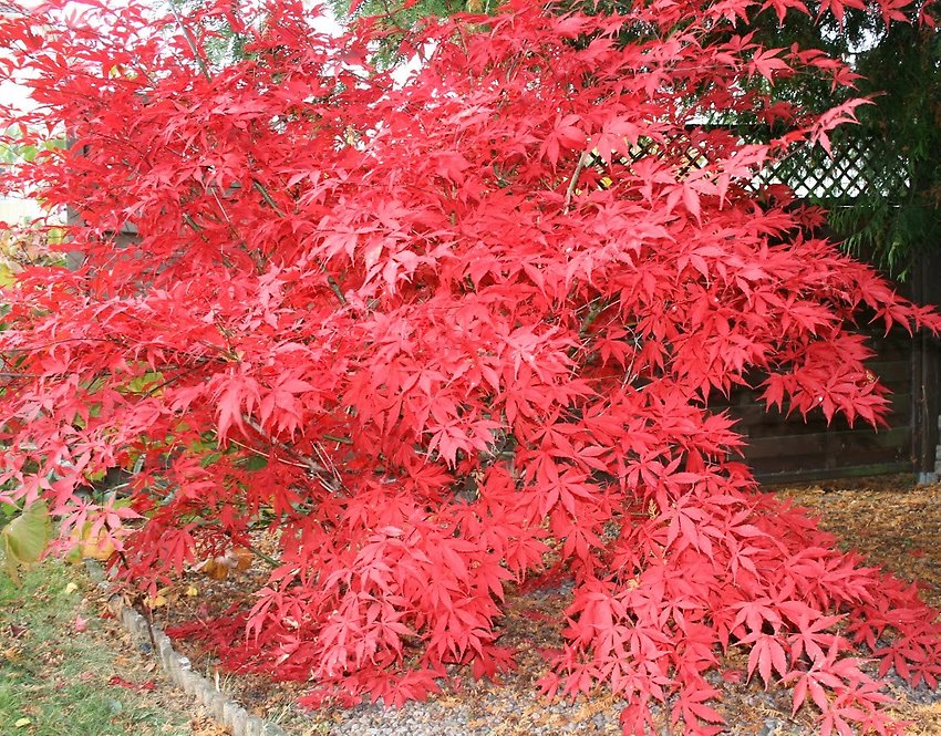 En buske med höstens färger