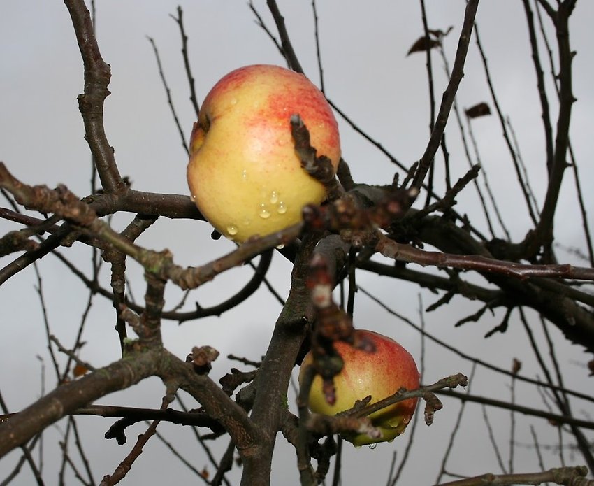 Två äpplen på en bar gren